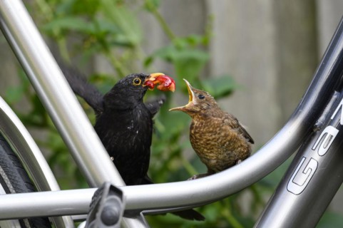Blackbird