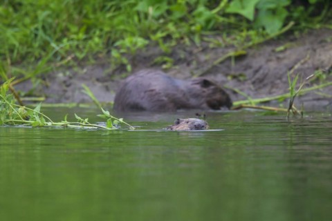 Eurasian beavers