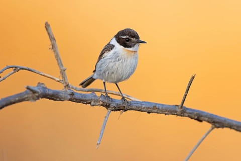 Canary islands stonechat