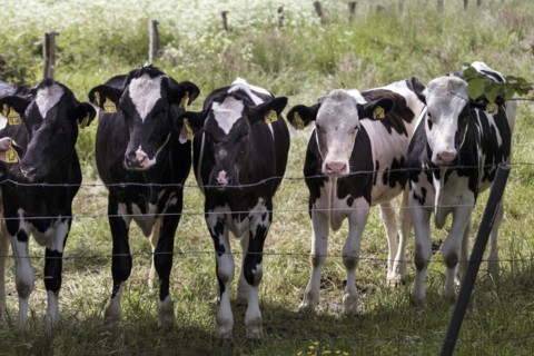 Cows in a paddock behind a pasture fence