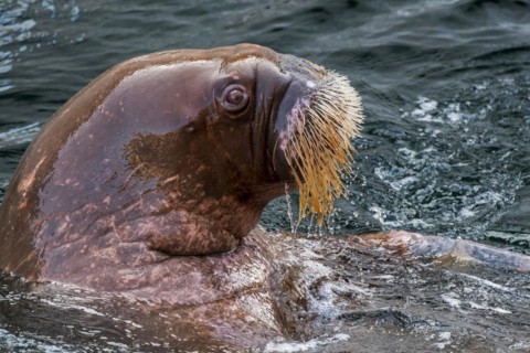 Walrus