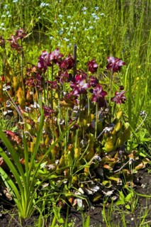 Carnivorous plant