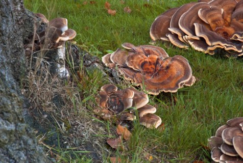 Colony of tree fungi Herber Knaeuling
