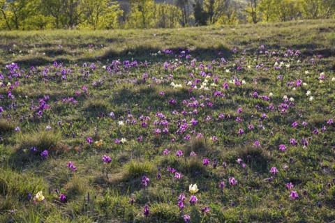 Purple and yellow pygmy irises