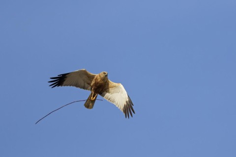 Western marsh harrier