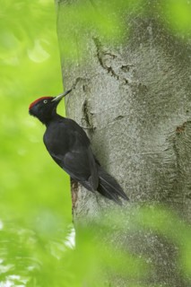 Black woodpecker