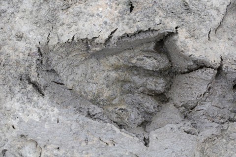 Eurasian beaver