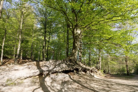 Root system of a copper beech over 200 years old