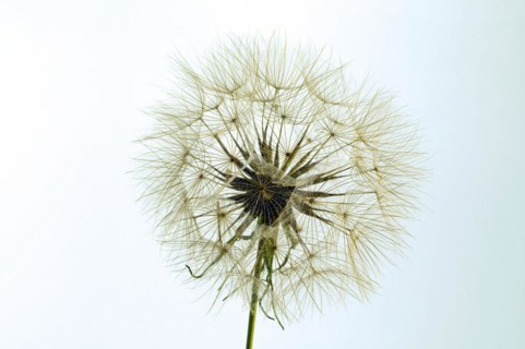 Seed stand from a goats beard