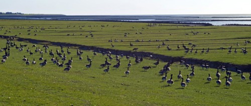 Brent Geese