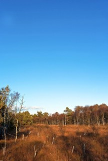 Bog birches in the Teufelsmoor