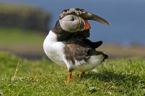 Atlantic Puffin