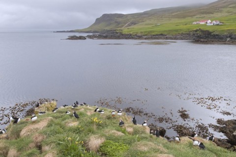 Atlantic puffins