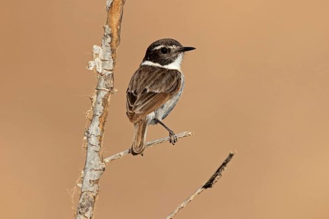 Canary islands stonechat