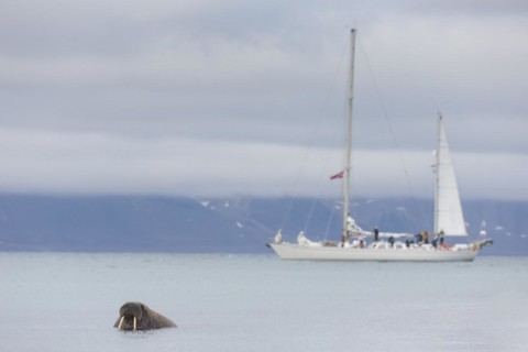 Tourists watching male walrus