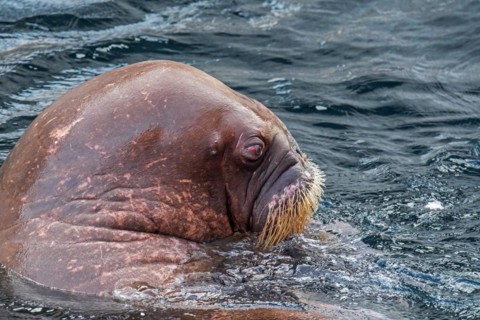 Walrus