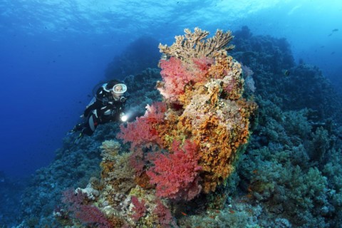 Diver looking at coral block on coral reef