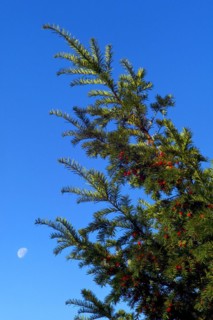 English yew