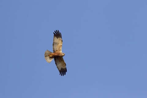 Western marsh harrier