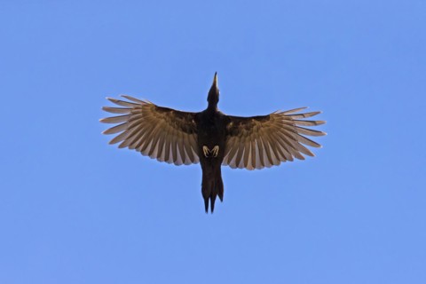 Black woodpecker