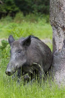 Wild boar