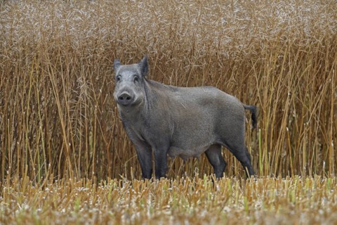 Solitary wild boar