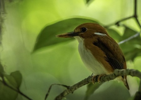 A pygmy kingfisher in the rainforests of Analamazaotra National Park in eastern Madagascar