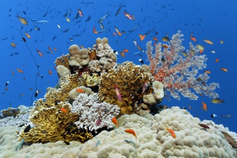 Small group of different hard corals