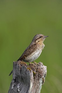 Eurasian wryneck