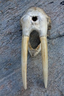 Walrus