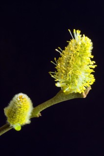 Flowering willow