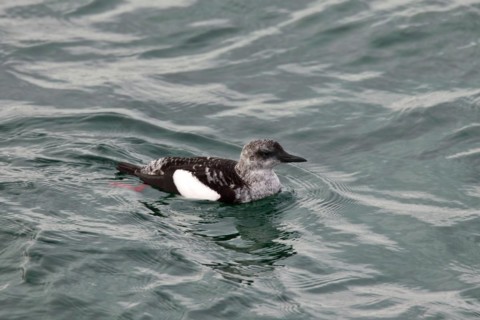 Black Guillemot