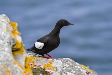 Black guillemot