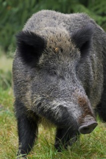 Wild boar
