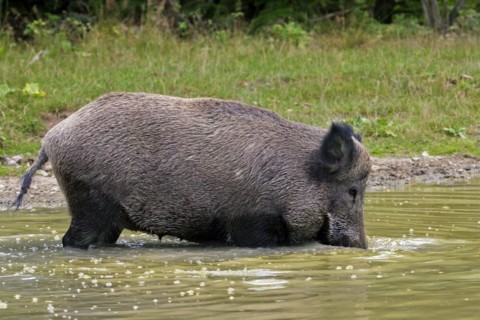 Wild boar