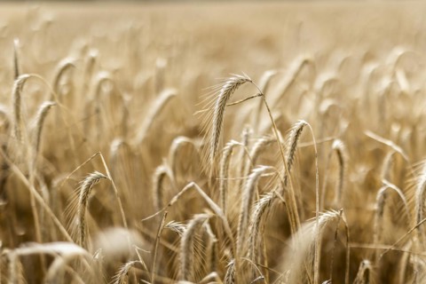 Barley in a field