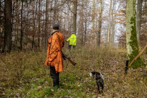 Driven hunt by hunters and beaters in Schoenbuch nature park Park