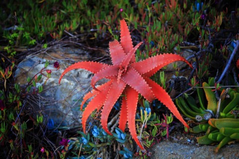 Pallanca exotic garden