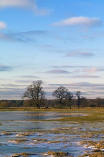Iced Wuemmewiesen in Fischerhude