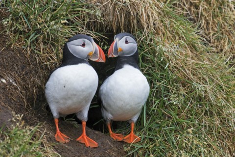 Atlantic puffins