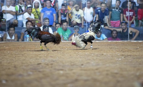 Cockfight