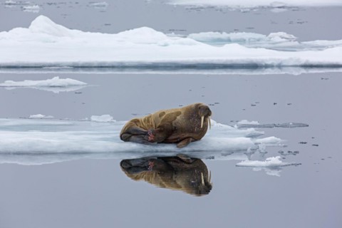 Walrus