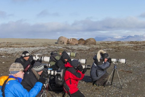 Tourists photographing a group of walruses