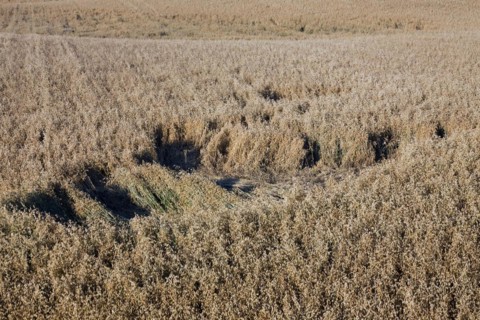 Damage in oat field