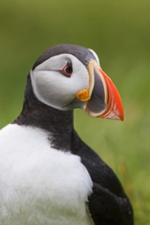 Atlantic puffin