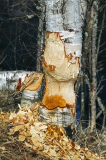 Wood chips around birch tree showing damage from gnawing by Eurasian beaver