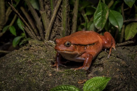 Tomato frog