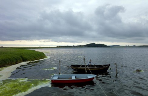Foam of algae on the shore