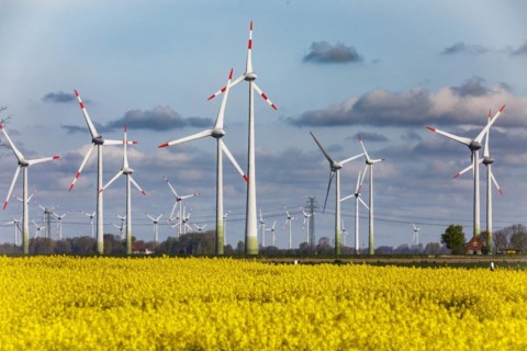 Rape field in full bloom in front of wind turbines near Buesum on the North Sea coast