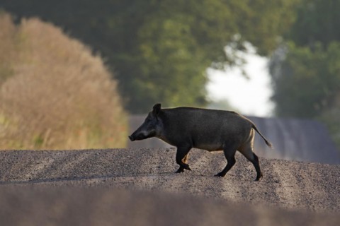 Wild boar